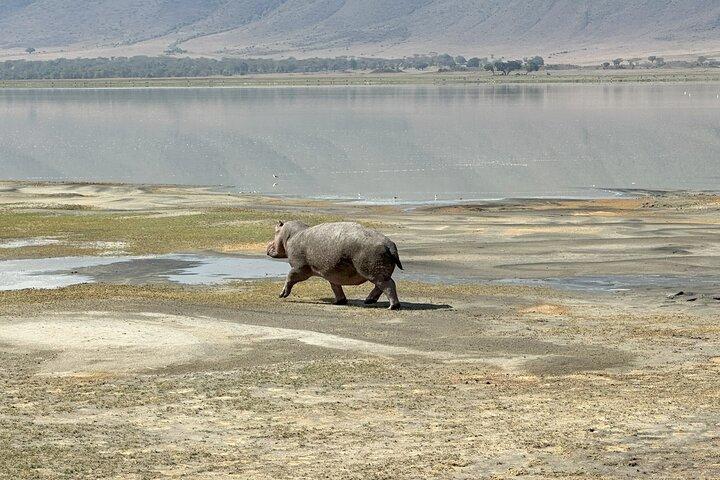 Dagtrip naar de Ngorongoro-krater