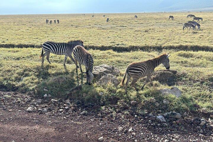 Dagtrip naar de Ngorongoro-krater