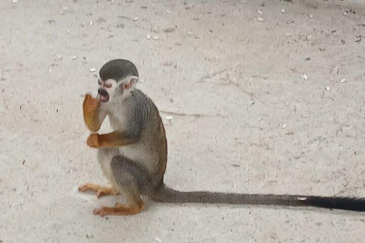 Combo: City Tours and Monkeys in Puerto Plata