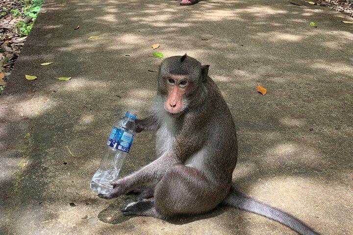 Eco-tour di Cần Giờ con scimmie, coccodrilli e storia della guerra