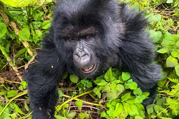 Tour di 4 giorni in Ruanda con gorilla e scimpanzé