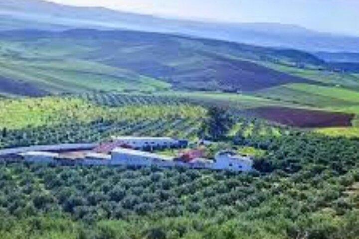 Archaeological and culinary treasure and olive oil tasting