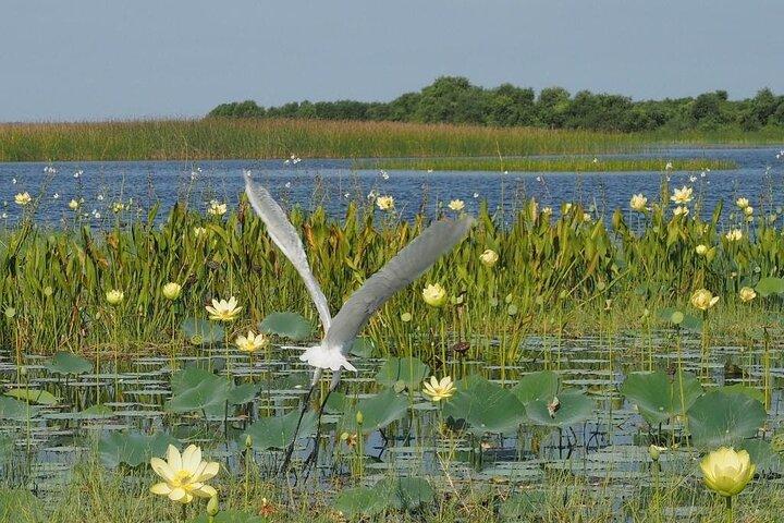 1 Stunde Florida Everglades Wildlife Tour