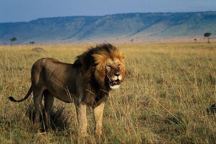 Safari di 9 giorni in Kenya Visita i migliori parchi nazionali