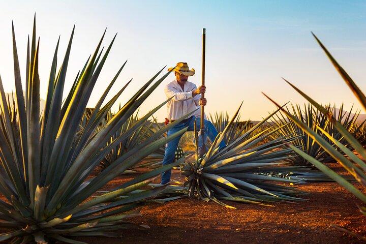 Jose Cuervo y Campos