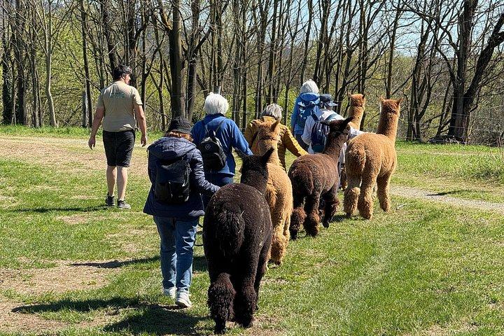 トリノの田園地帯でモンヴィーゾアルパカと一緒に散歩。