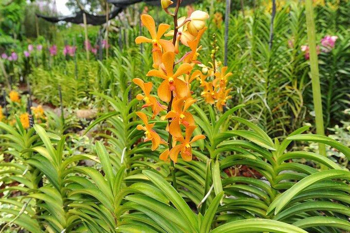 Billets Singapour National Orchid Garden