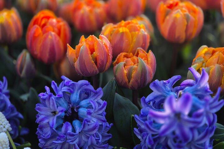 Kleingruppentour zum Keukenhof mit Tulpen-Ausflugserlebnis