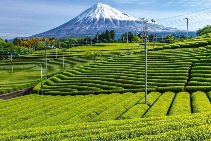 Tokyo to Mount Fuji Private Guided Experiences