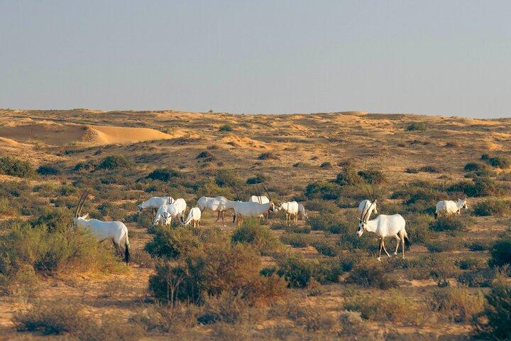 Dubai : Luxury Morning Desert Conservation Drive