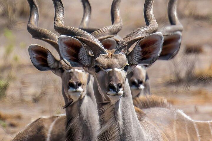 Nairobi: 3 dagars privat safari till Samburu National Reserve