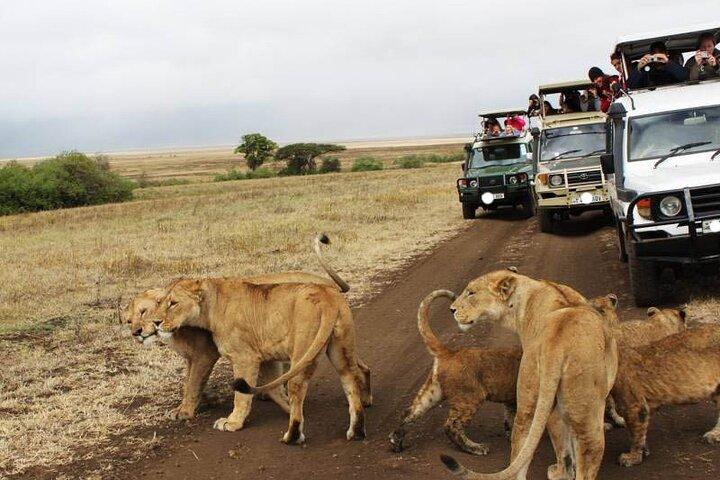 12 dagar Kenya och Tanzania Safari