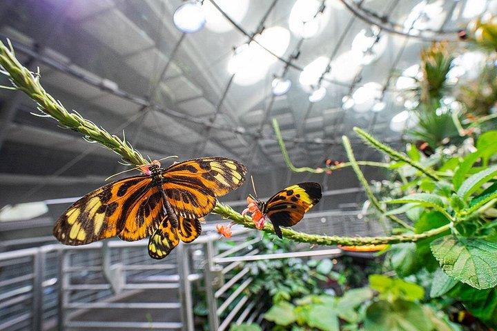 California Academy of Sciences General Admission Ticket