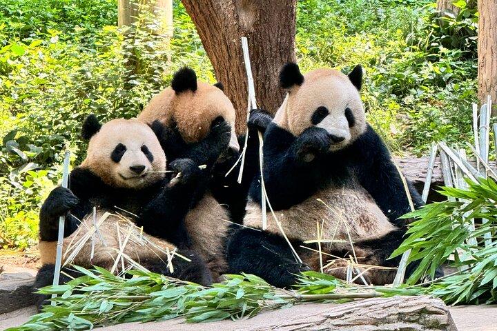 Un día Chengdu Itinerario Panda y Buda Aventura