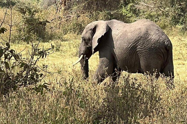 5Day Big Five Safari