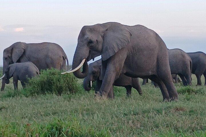 Visite guidée Maasai Mara de deux jours