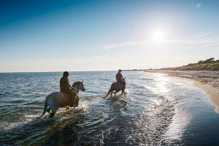 2 Horas de passeio a cavalo na praia de Nabq Bay e transfers–Sharm El Sheikh