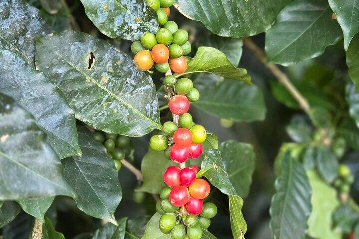 Harvest and Heritage Coffee Tour at Hacienda La Tradición
