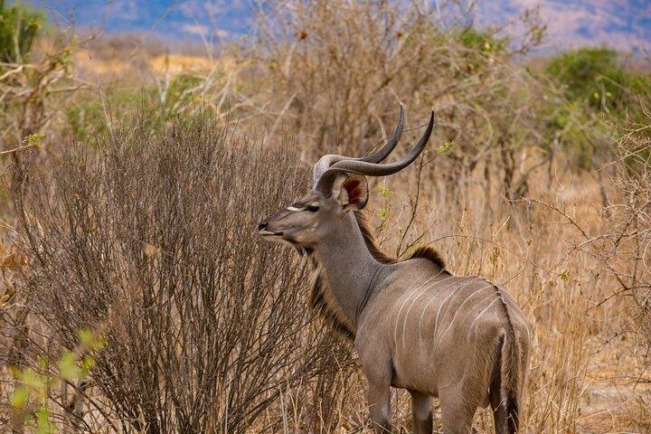 6 Días Safari Privado Tarangire, Serengeti y cráter Ngorongoro
