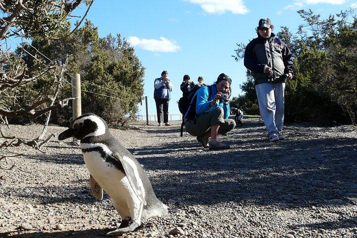 En dag med pingviner Punta Tombo Private Tour