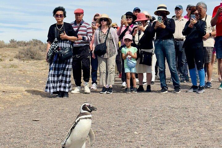 En dag med pingviner Punta Tombo Private Tour