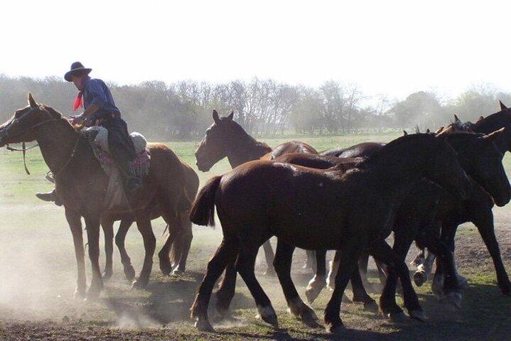 Tour Tradicional Fiesta Gaucha desde Buenos Aires