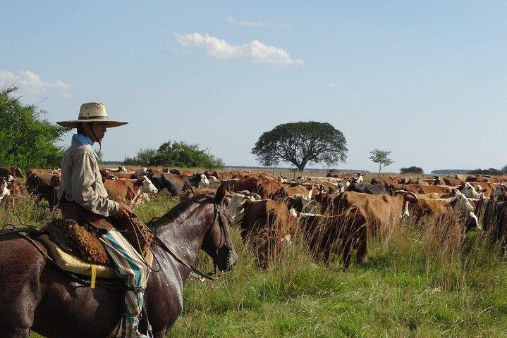 Traditionell Gauchofestivaltur från Buenos Aires