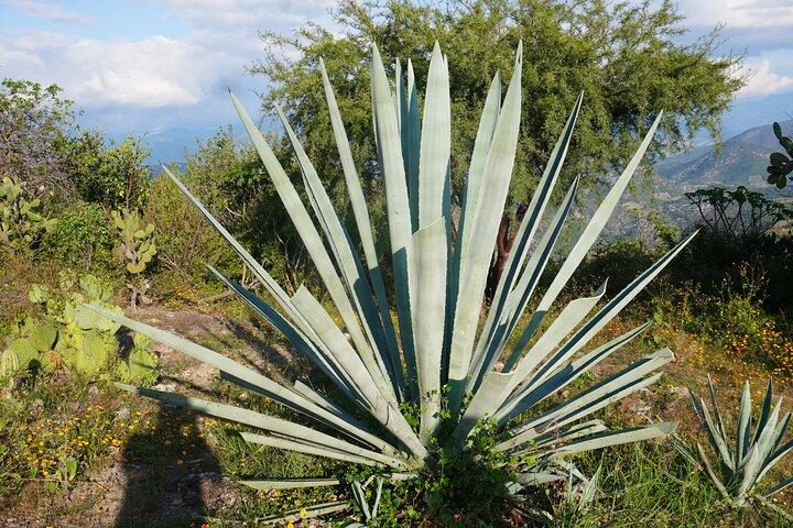 Oaxaca Day Trip Mercati Hierve el Agua e Mezcal Degustazione