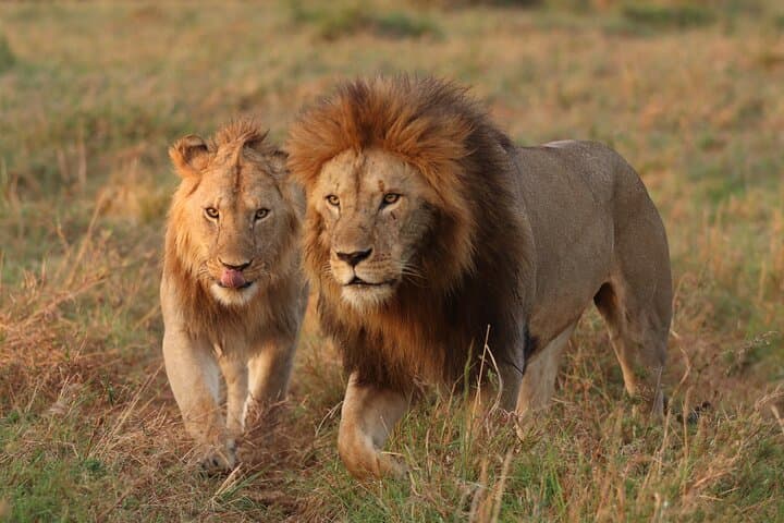 4 days Masai Mara on Private 4x4 Land Cruiser