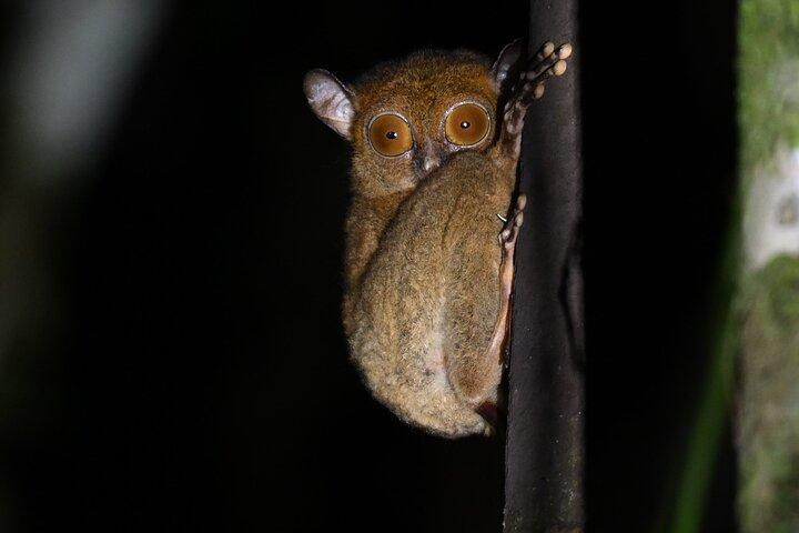 Tawau: 3D2N Maliau Basin The Lost World Expedition from Semporna