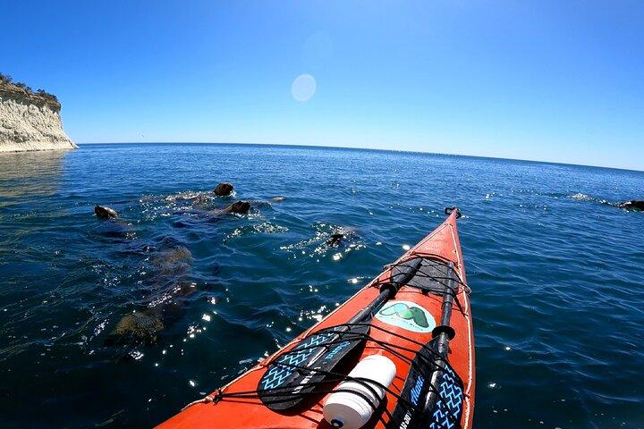 Kajakpadleoplevelse med søløver i Puerto Madryn