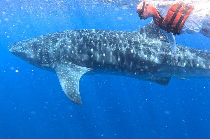 Aventura de tubarão de baleias em Isla Mujeres e Cancún