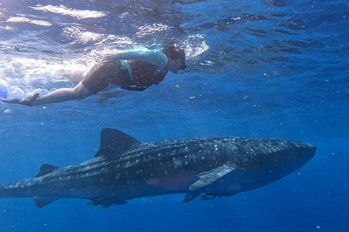 Aventura de tubarão de baleias em Isla Mujeres e Cancún