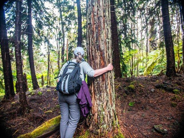 Tour Pantropicale del Santuario Forestale di Kona Cloud (1,5 ore)