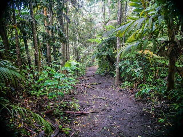 Tour Pantropicale del Santuario Forestale di Kona Cloud (1,5 ore)
