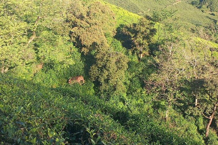 Green Magic-Tagestour nach Munnar