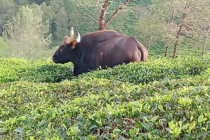 Green Magic-Tagestour nach Munnar