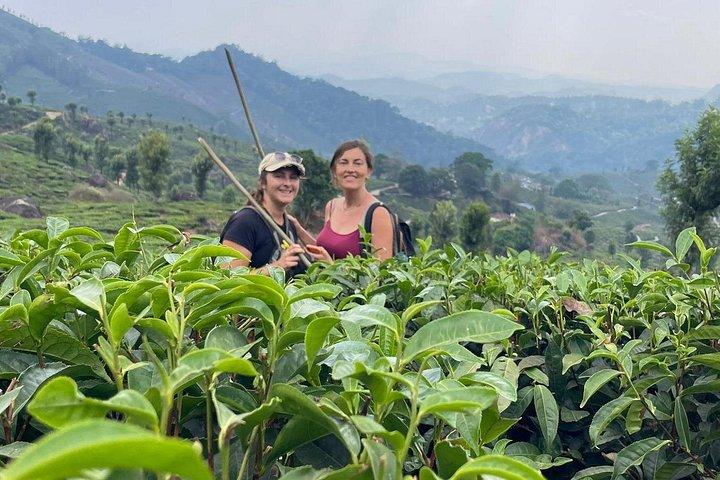 Green Magic-Tagestour nach Munnar