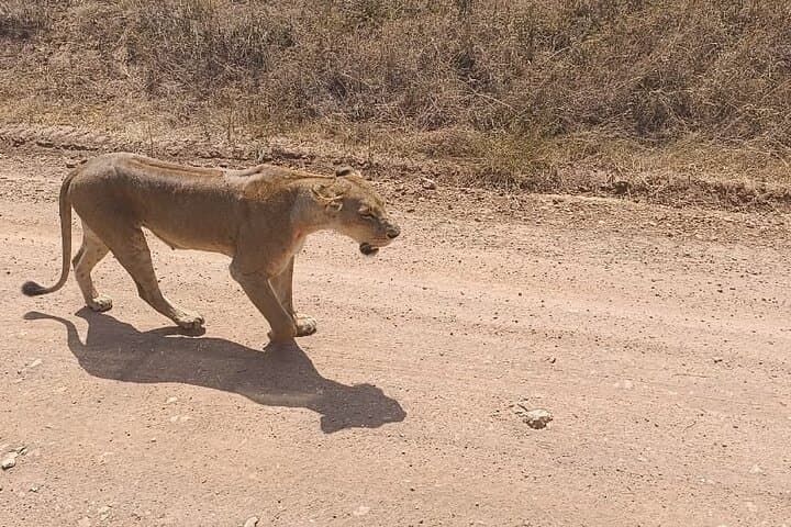 4 Days Luxury Lake Nakuru and Masai Mara