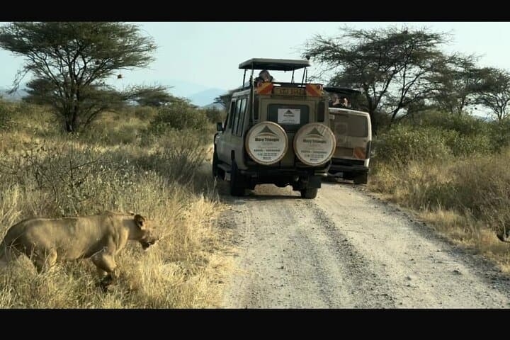4 Days Luxury Lake Nakuru and Masai Mara