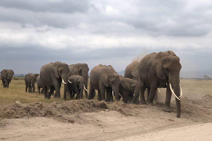 アンボセリ国立公園日帰りツアー：ナイロビからキリマンジャロ山を望む