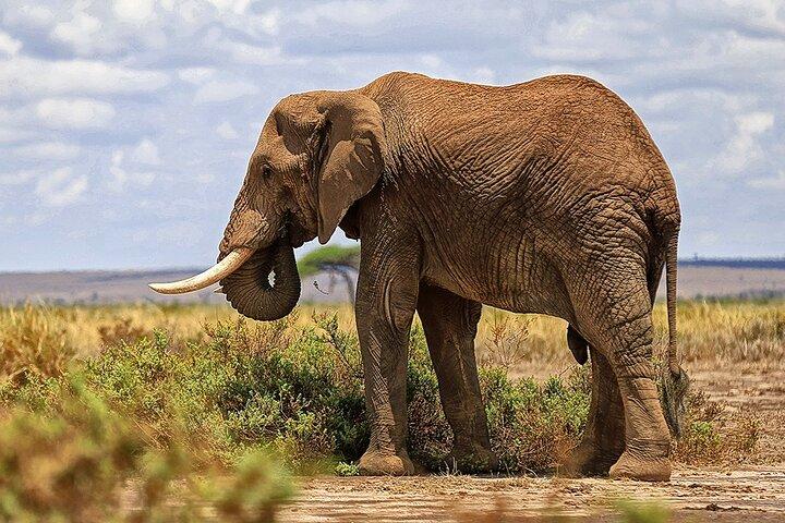 3-dagars Amboselisafari från Nairobi med viltdrifter och vilda djur