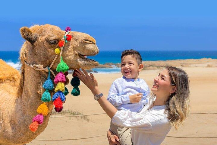 Cabo Camel Ride Erlebnis mit Tequila Verkostung