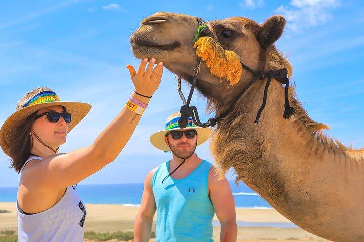 Cabo Camel Ride Erlebnis mit Tequila Verkostung