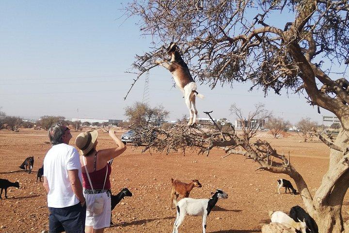 Agadir Cable Car & Crocopark Tour with Tree Climbing Goats