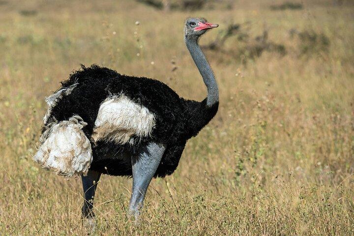 Kenya Chai 5 - Avventura di un giorno al tè viola e Safari della fauna selvatica