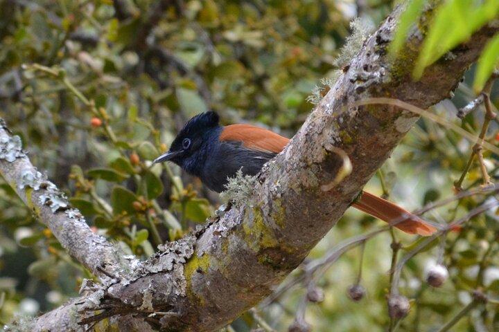 Kenya Chai 5 - Avventura di un giorno al tè viola e Safari della fauna selvatica