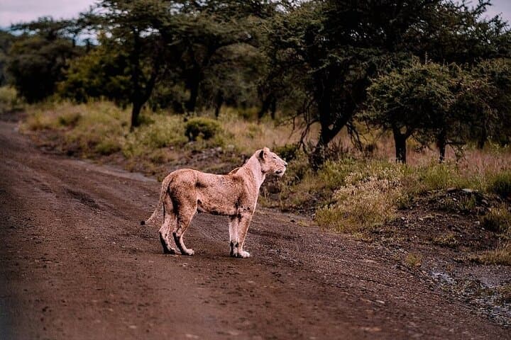 Early Morning Nairobi National Park Group Joining Tour