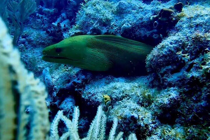 Plongée Eco Conscious Reef avec Southpoint Divers
