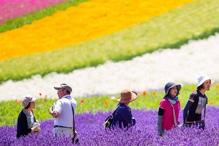 Hokkaido : Biei Blue Pond & Furano Lavender Farm Day Tour